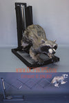 Attack Coon - Attacking Raccoon