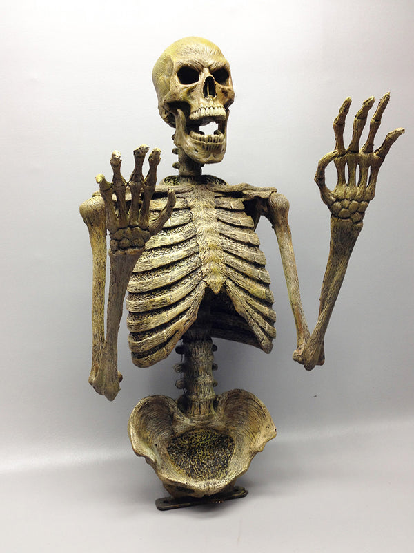 DC Skeleton "Torso" w/ posable arms