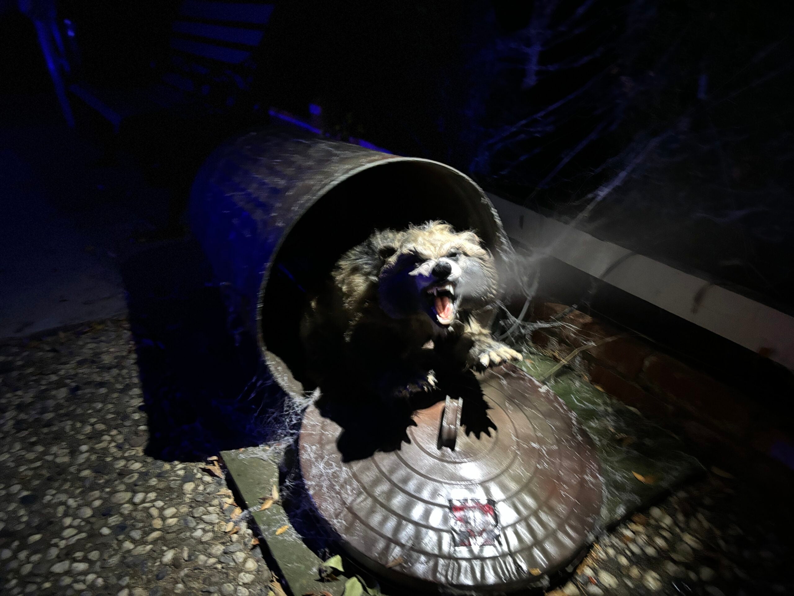 Can'd Coon - Raccoon Animation