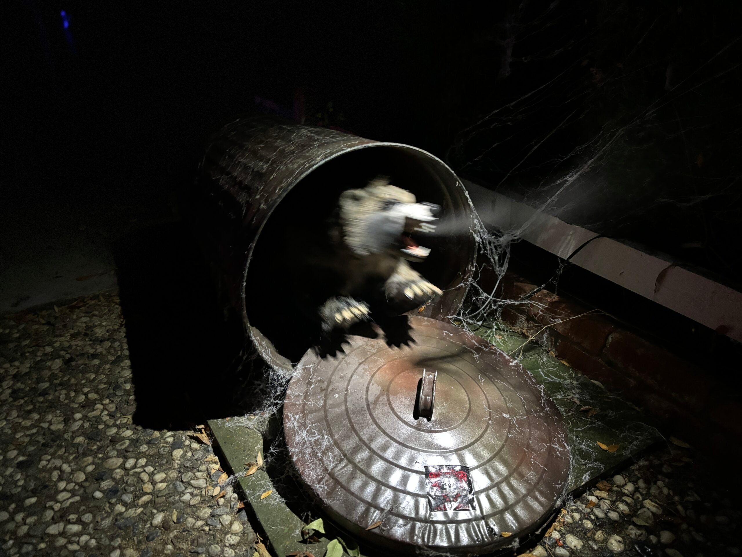 Can'd Coon - Raccoon Animation
