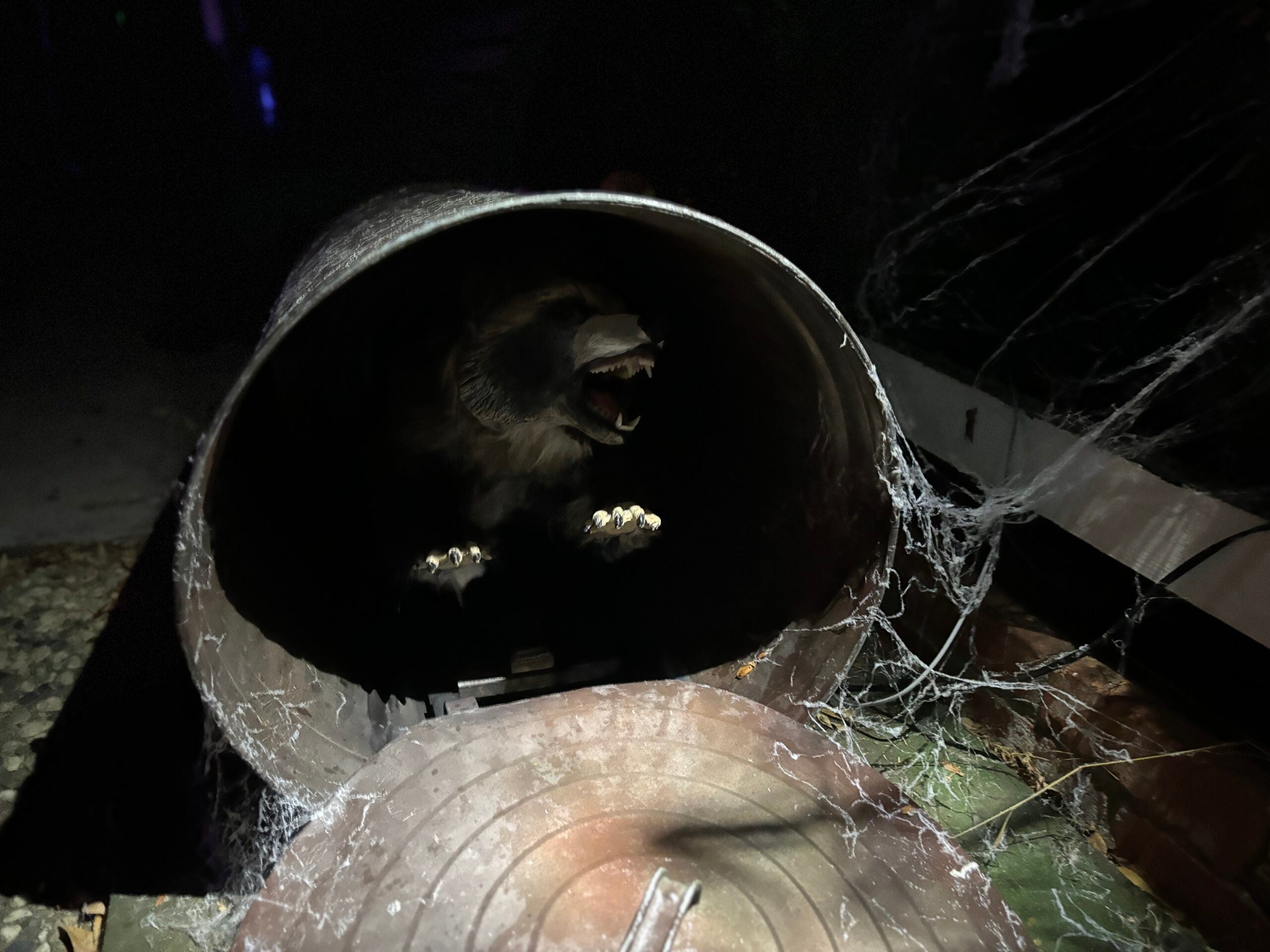 Can'd Coon - Raccoon Animation