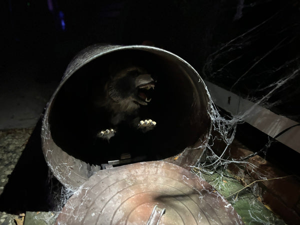 Can'd Coon - Raccoon Animation