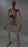 DC Skeleton "Full" w/ posable arms & Legs