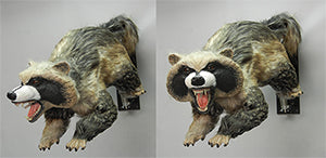 Flippin' Coon