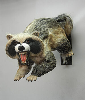 Flippin' Coon